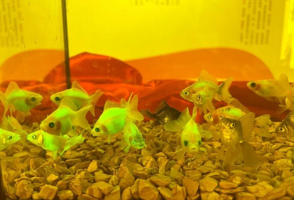 陈嘉仪 蔡梦玉 摄