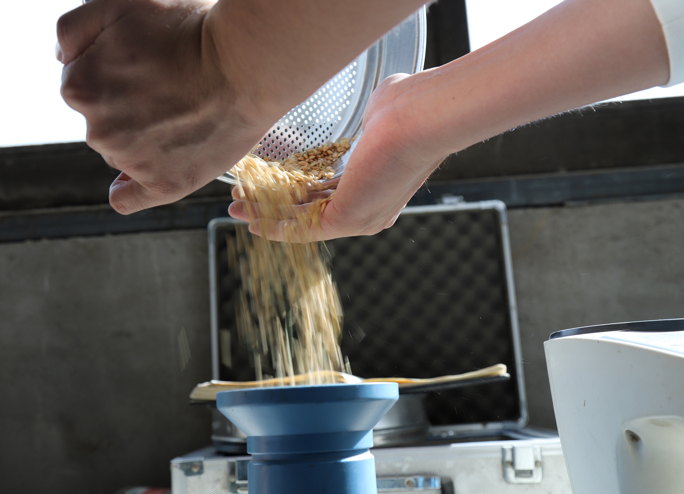 10月29日，在启东朱锦荣家庭农场，工作人员正在检验稻谷品质。黄哲 摄