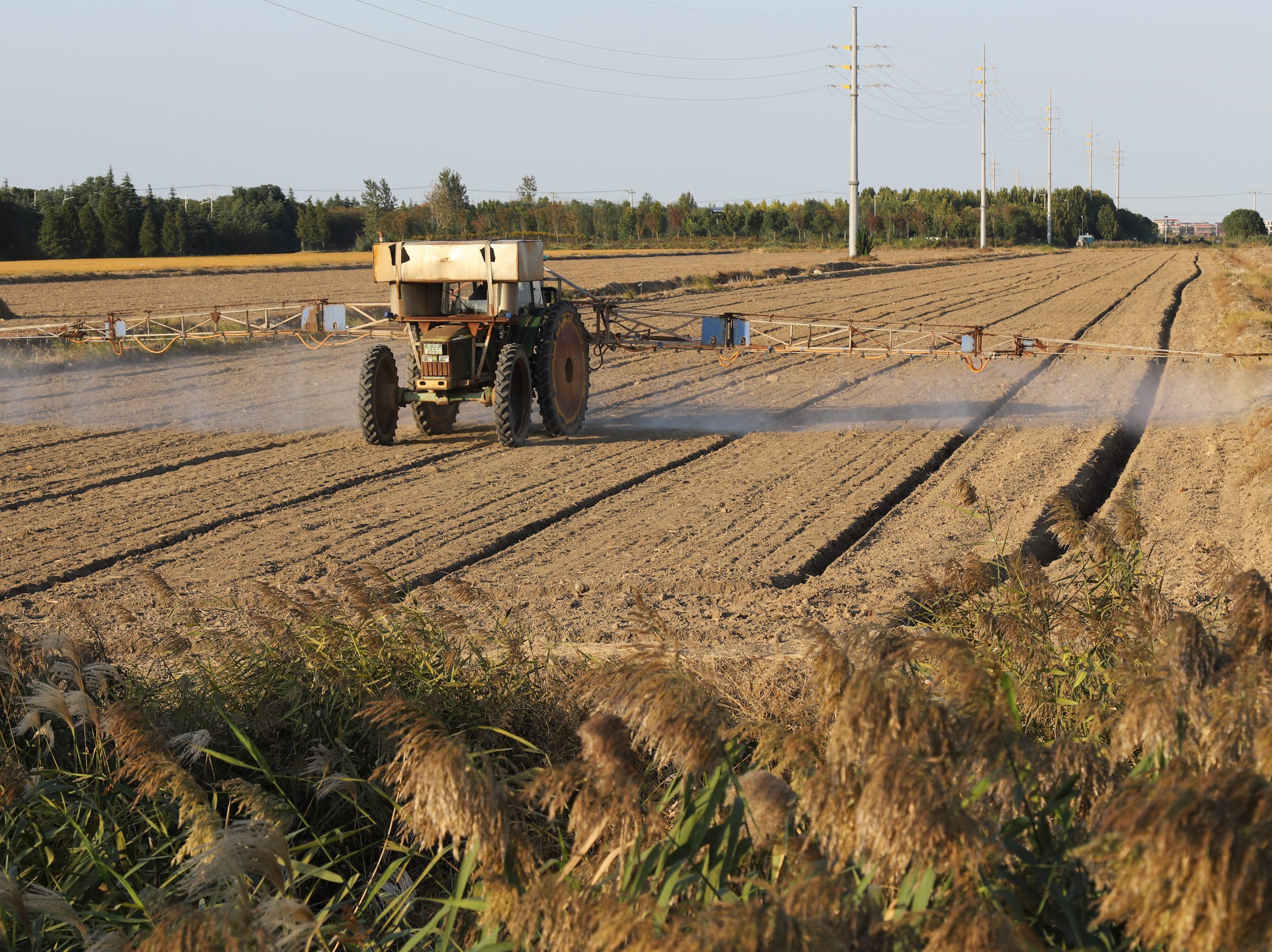 10月28日，在通州区金沙街道万亩粮田，正在进行农药喷洒作业。黄哲 摄