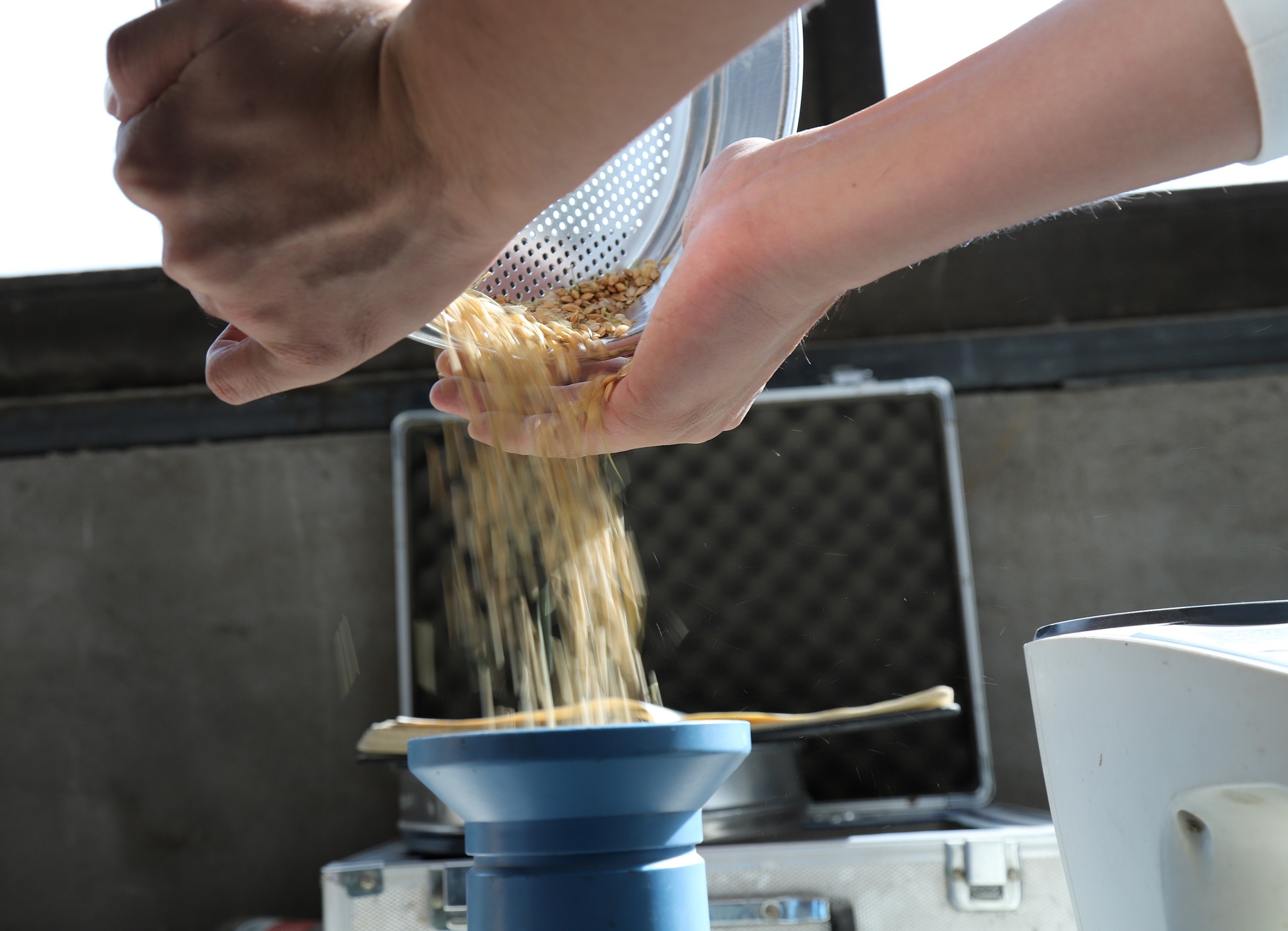 10月29日,在启东朱锦荣家庭农场,工作人员正在检验稻谷品质。黄哲 摄