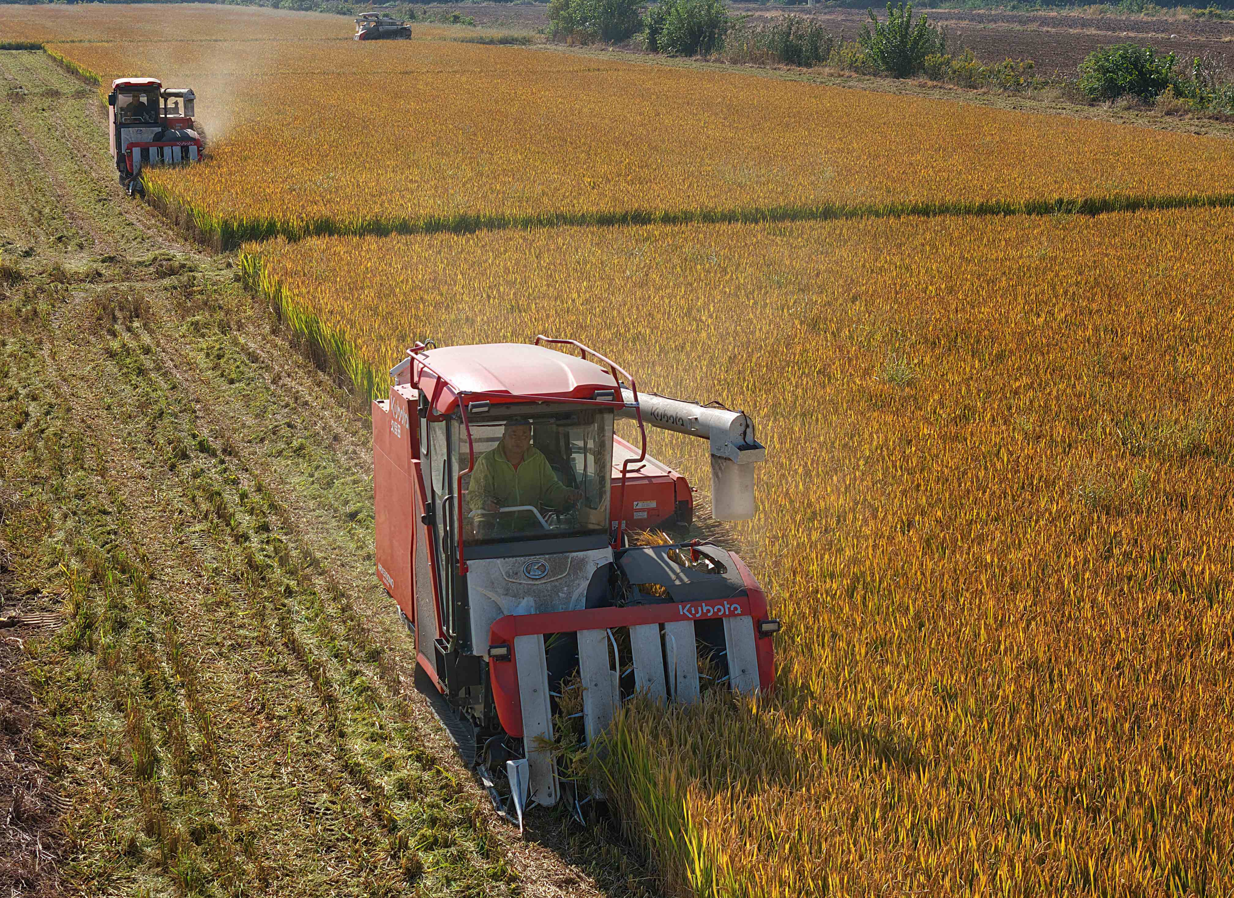 抢抓晴好天气收割水稻。许丛军 摄