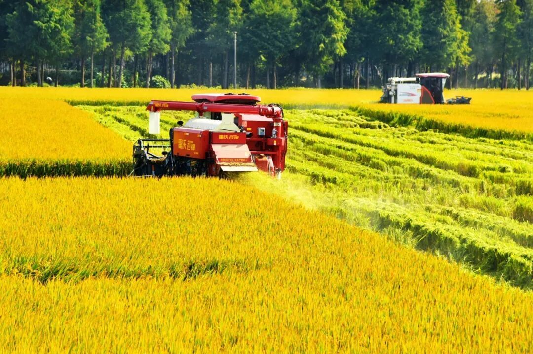 田间地头秋收忙。 吴树建 周锦旭 摄