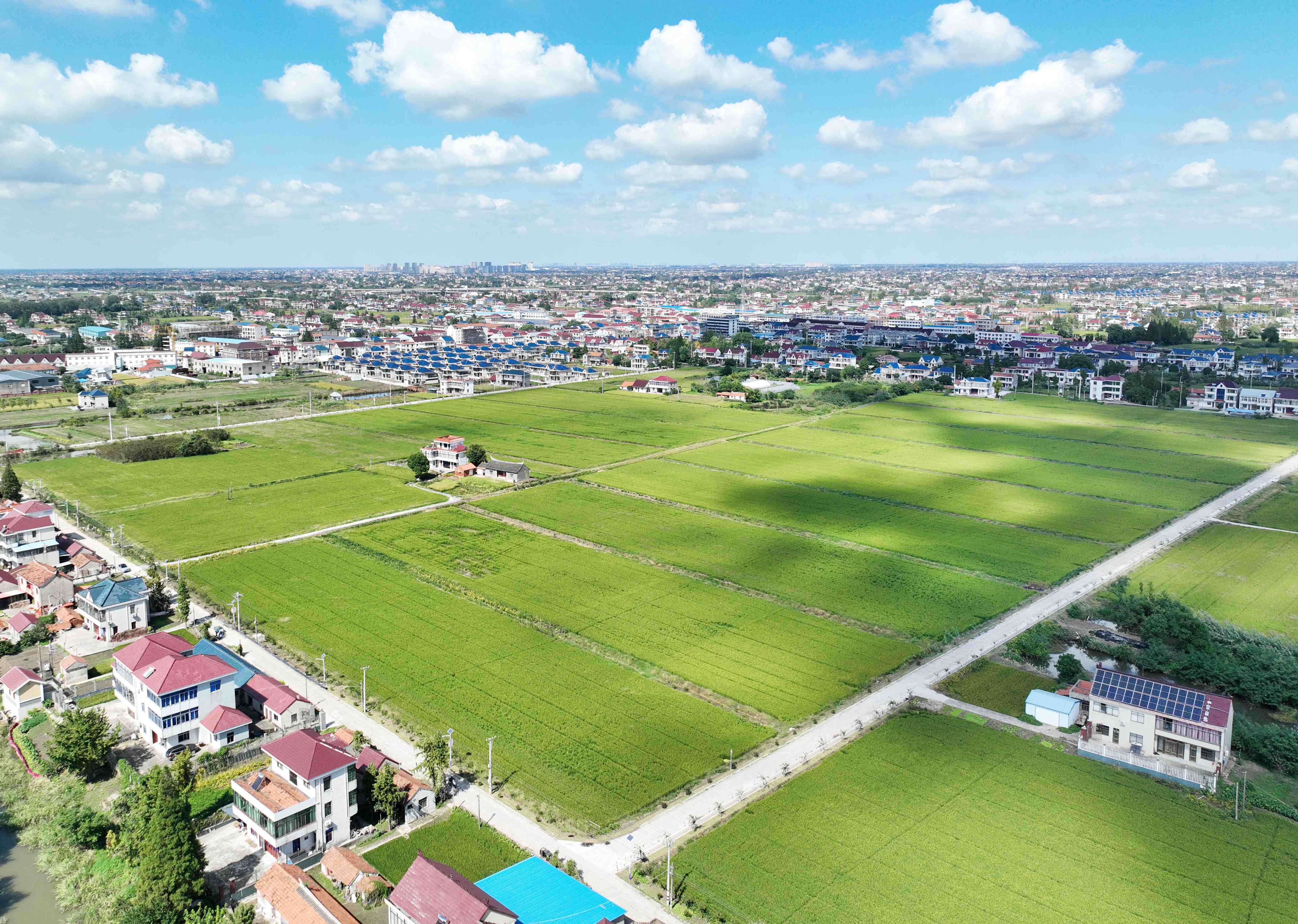 新联社区高标准农田。(资料图)