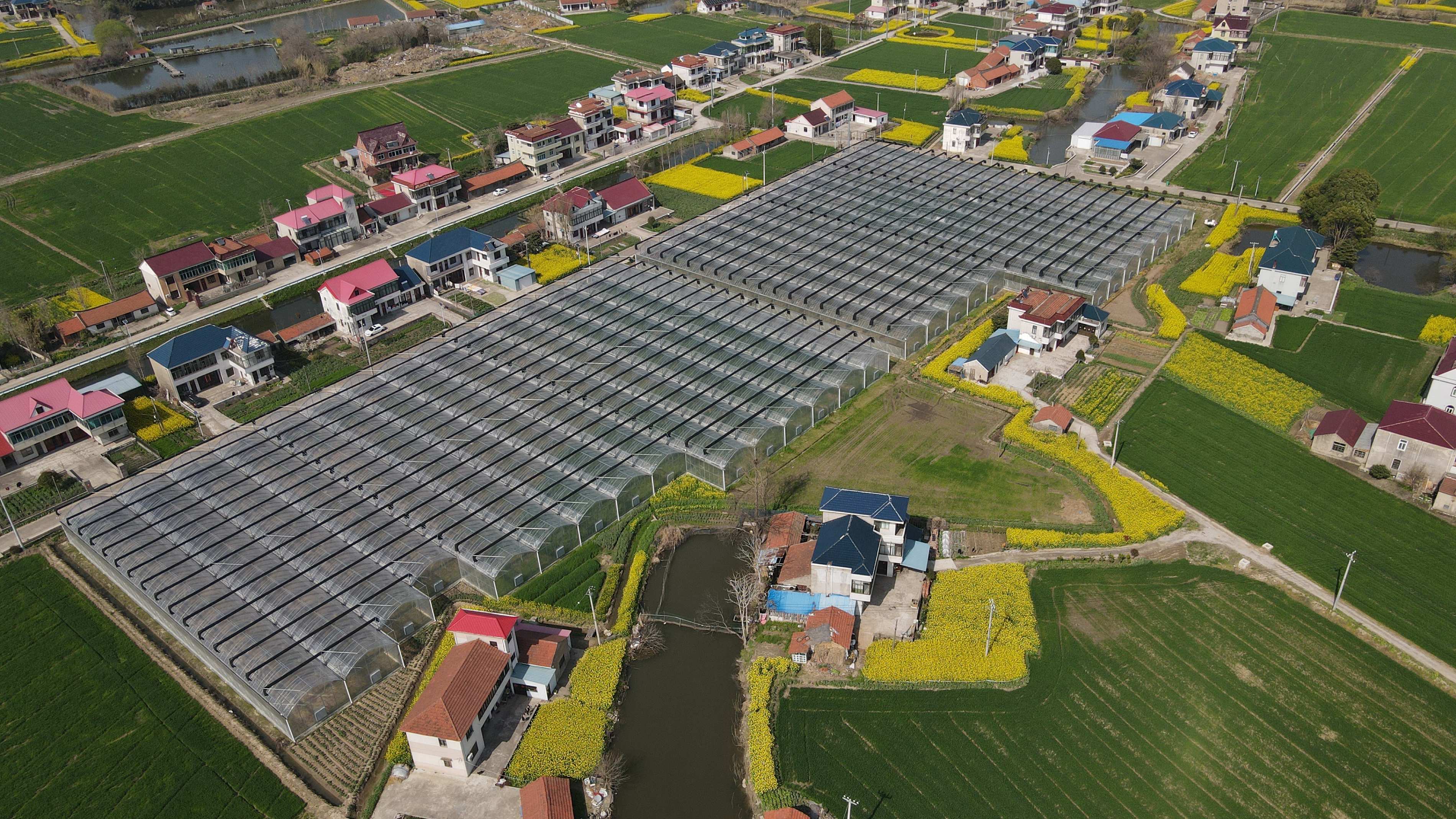 徐园村连栋大棚鸟瞰图