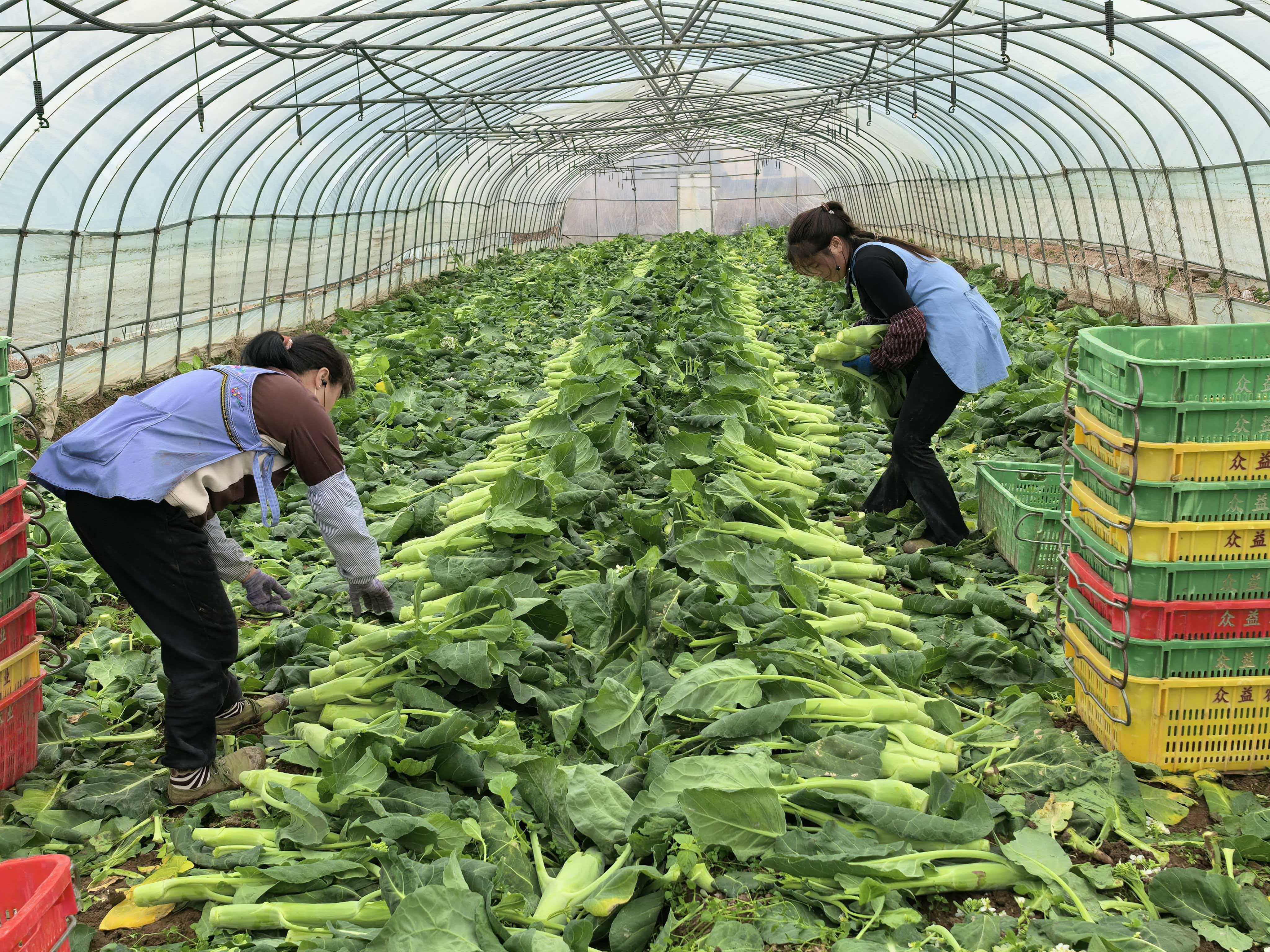 启东市乐庭村迎来芥蓝采收旺季。王颖 摄