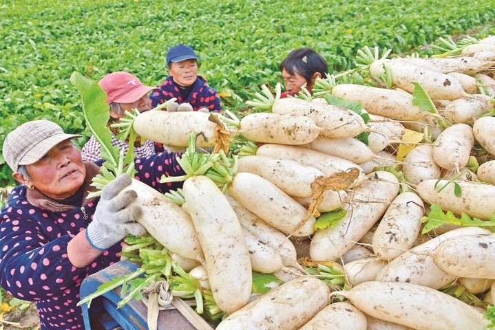 如皋长江镇的农民们忙着采收、分拣本地白萝卜。吴树建 摄