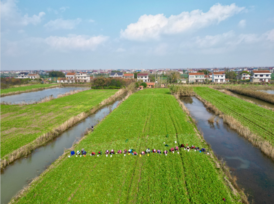 水稻喜获丰收 郁卫兵 摄