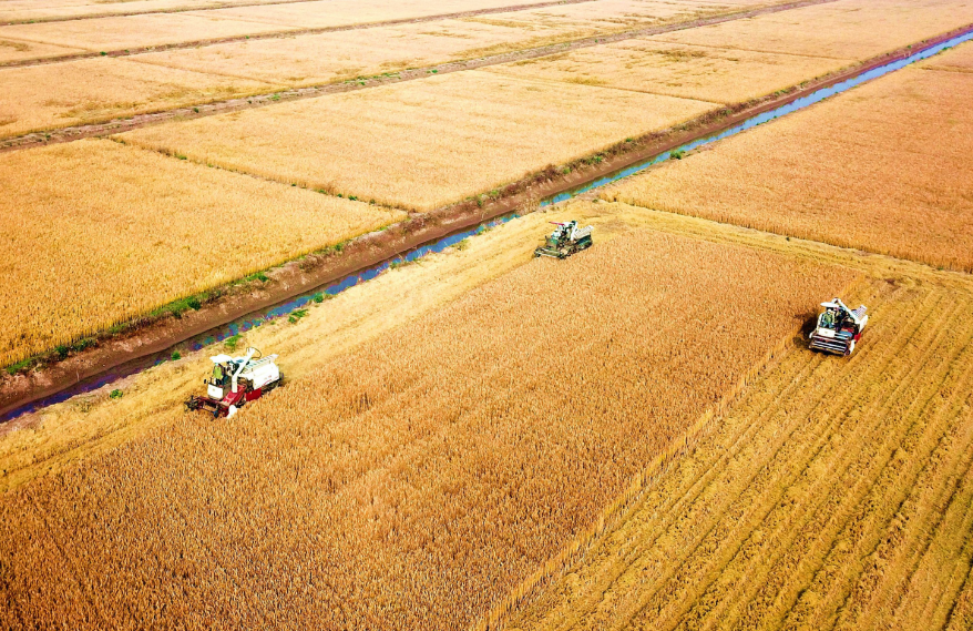 水稻喜获丰收 郁卫兵 摄