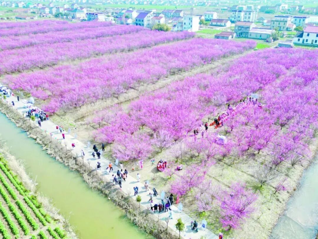 搬场村120亩梅林