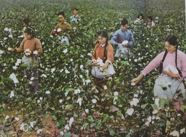 20世纪70年代启东棉农“拾棉花”场景
