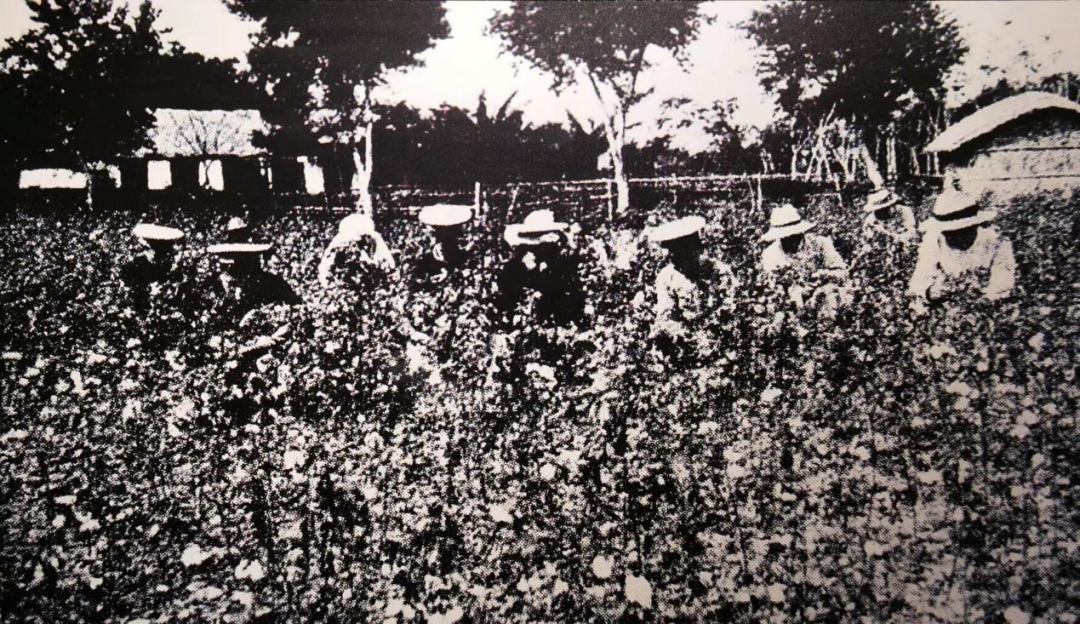 20世纪20年代,学生在习农基地劳作